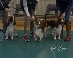 sp. Breeders